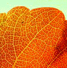 Fractal Leaf