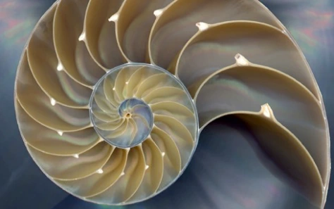 Nautilus fractal