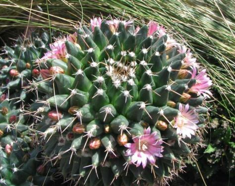 Cactus - succulent spirals