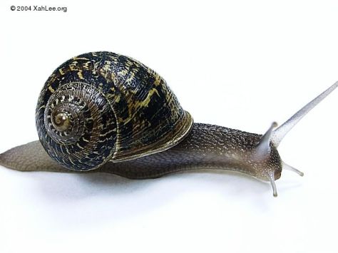 Garden Snail Spiral shell