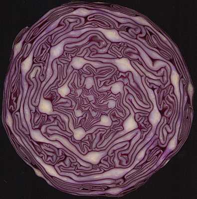 Red Cabbage, compound spiral