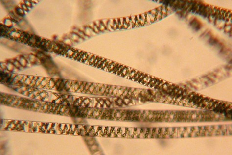 Spirogyra - green algae under the microscope 