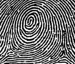 Human Fingerprint - whorl